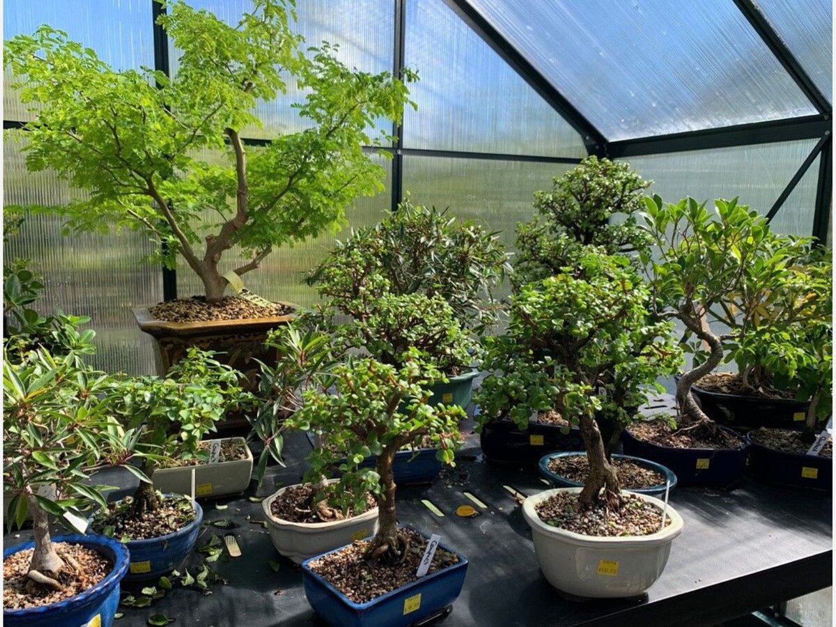 Bonsai Show with Awards to Take place at Down to Earth Living in Pomona |  Hudson Valley News & Events