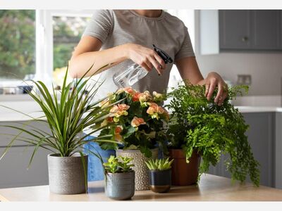How to Properly Care for Plants Indoors For the Winter