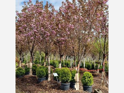 April is National Gardening Month: Time to Prune -- Down to Earth Living in Pomona Provides these Tips