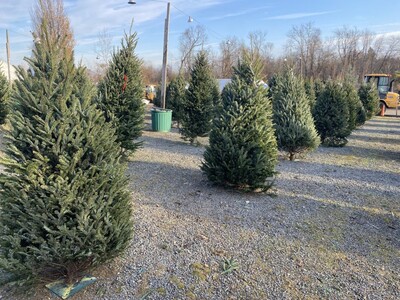 Holiday Tree Care