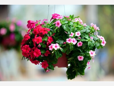 Caring for Hanging Flower Baskets