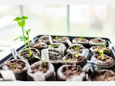 Start Your Garden from Seeds this Spring