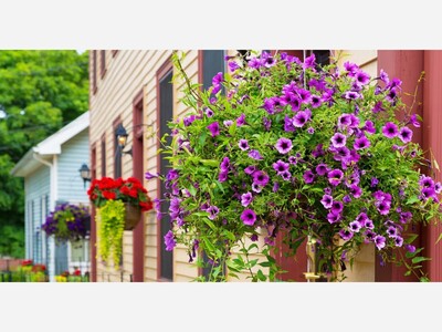 Hanging Baskets Can Last a Long Time with a Little Care