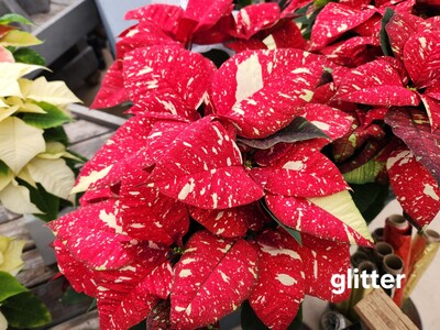 The Do’s and Don’ts of Taking Care of Poinsettia Plants