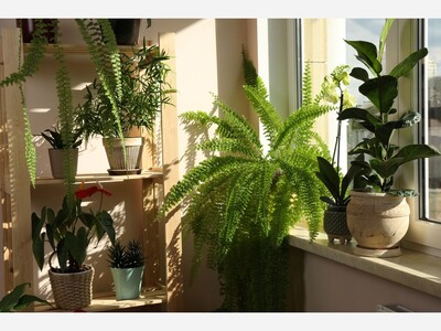 The Benefits of Indoor Plants: Enhancing Your Space and Well-Being