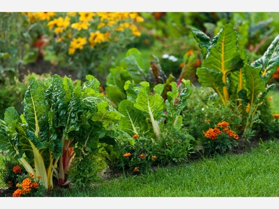 Companion Vegetables: Nature’s Way of Creating a Thriving Garden