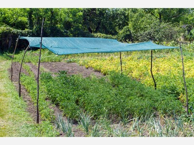 Sunny Days, Bountiful Harvest: How to Keep Your Vegetable Garden Thriving in the Heat