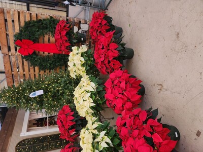 Keep Your Poinsettias Merry, Bright, and Blooming 
