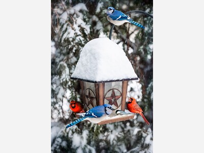 Stay Ahead of Spring: January Garden Checklist for Winter Plant Care