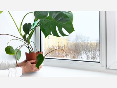 Winter Indoor Plant Care