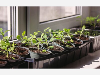 Beat the Winter Blues: Start Your Seeds Indoors for a Head Start on Spring
