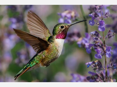 Hummingbirds are Making Their Annual Migration