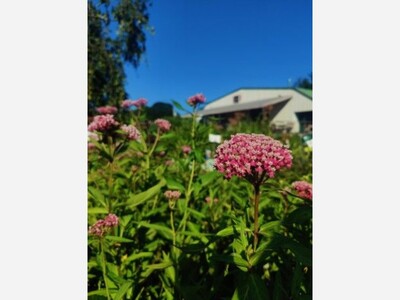 Native Plants Help Gardens Thrive Naturally and Sustainably
