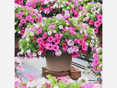 Hanging Baskets Can Thrive All Season with a Little Care