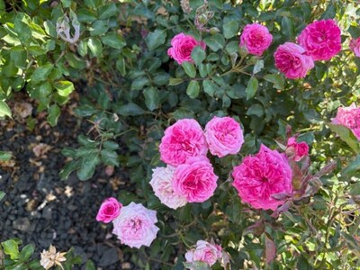 Rose Care Tips for Vibrant Blooms and a Pollinator-Friendly Garden