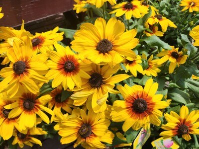 Mid-Summer Garden Refresh: Simple Ways to Keep Your Garden Colorful and Looking Its Best