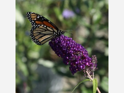 Creating a Pollinator Paradise in Your Backyard