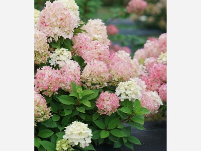 Late Summer Garden Prep: Steps to Ensure a Vibrant Spring