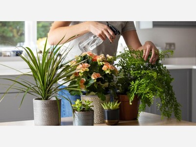 It's Time to Move Your Houseplants Indoors