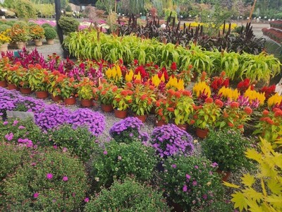 Fall is Actually the Ideal Time to Plant