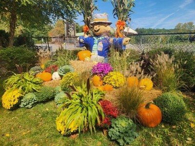 More Than Mums: Bring Color to Your Fall Garden