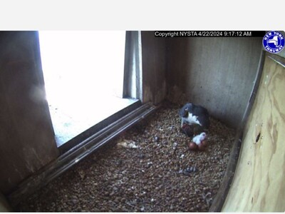 For the birds: Can you name falcon chicks nesting on Cuomo Bridge?