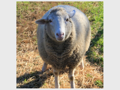 Biodynamic Weed and Pest Control