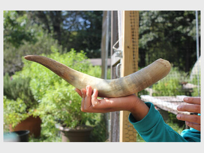 Introduction to Biodynamics & Autumn Tasks