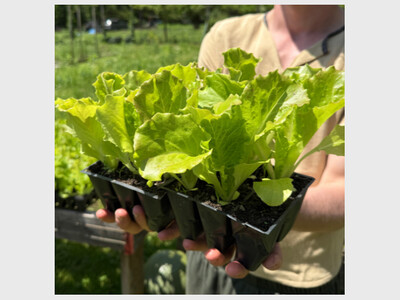 The Biodynamic Cycle of the Year, Elemental Beings, & Compost Preps Cont.