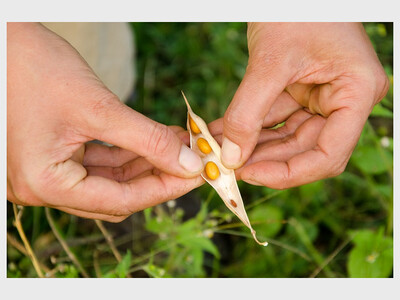 Begin a Garden Workshop