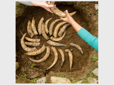 Introduction to the Principles and Practices of Biodynamics