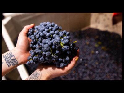 Behind The Bottle: Harvest Winery Tour & Tasting 
