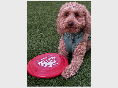 The Dog Stop Mamaroneck Grand Opening Celebration